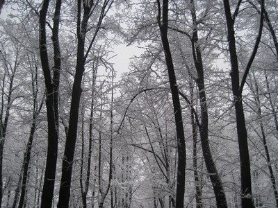 Варит манную кашу зима