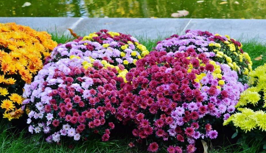 Клумба с георгинами Флорентина Dahlia, Plants, Tree