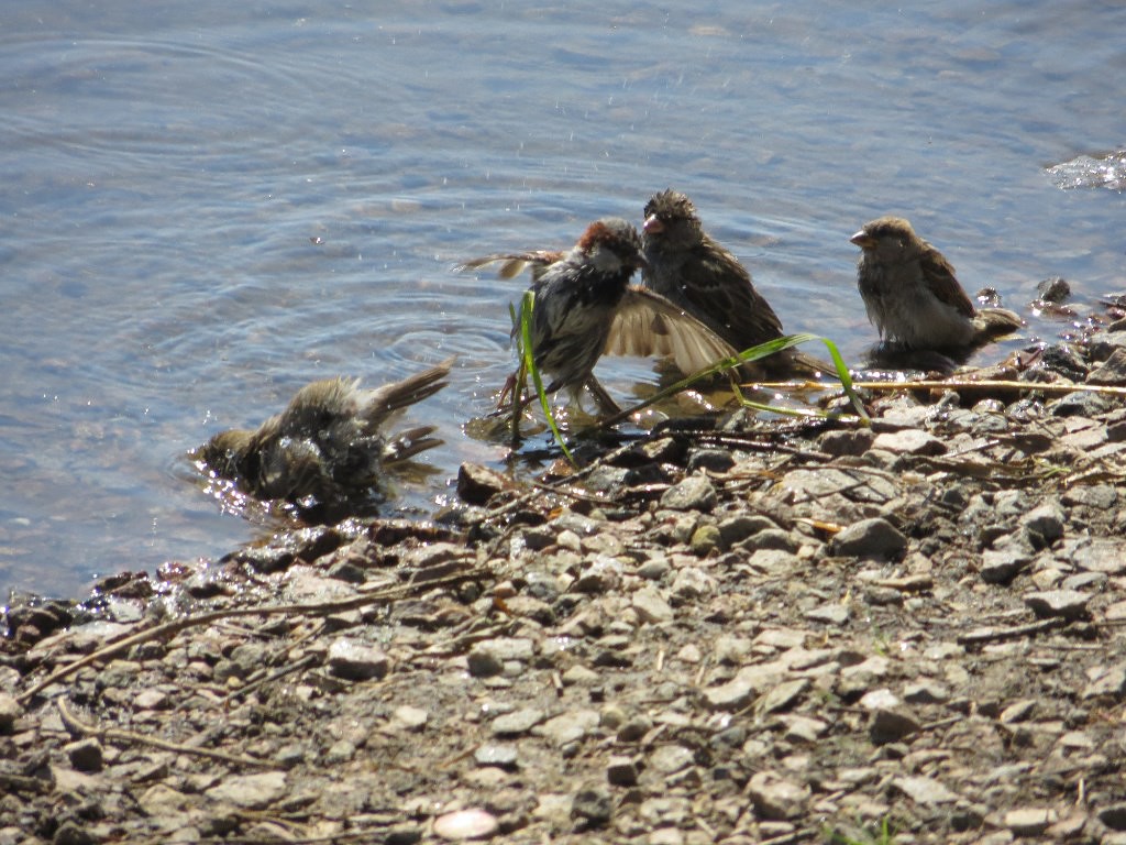 Как купались воробьи жарким летом у реки