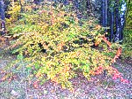 Пастушка-осень улеглась устало...