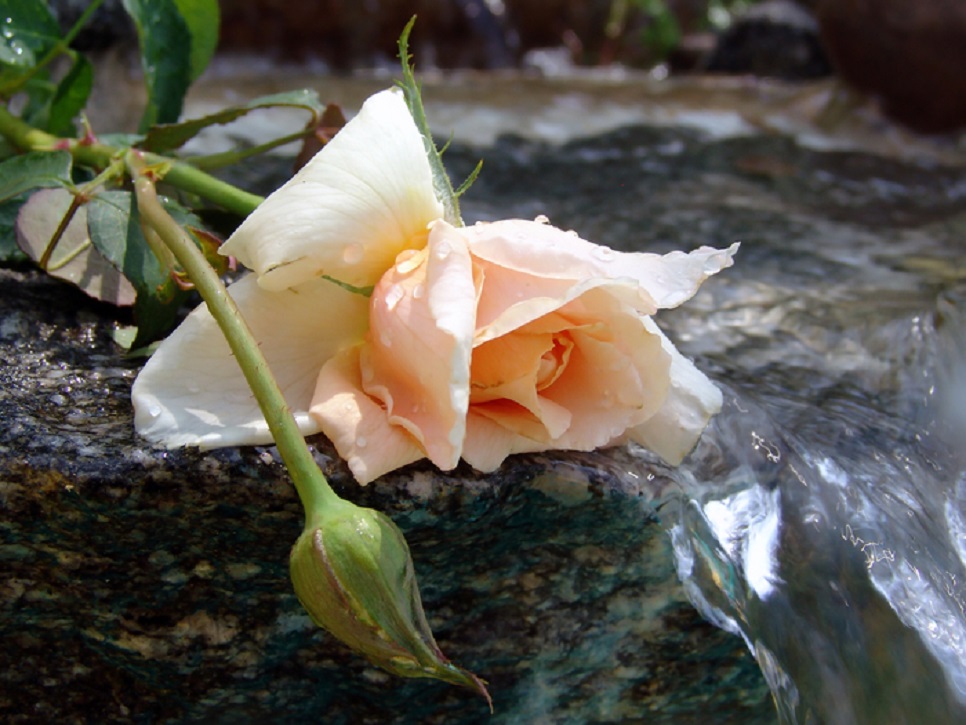 Танго дивных слов...