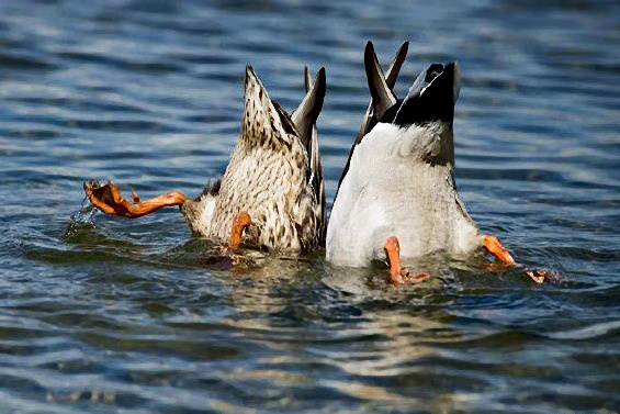 Борей в головах у бунтарей