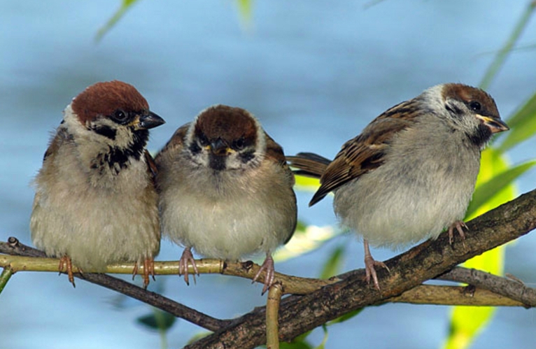 Воробьиное собрание
