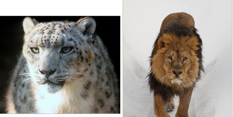 Голосование. Двойная дуэль. Рыцари. Зимние игры