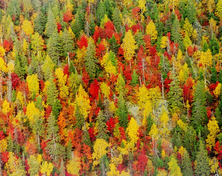 Страна Бобров