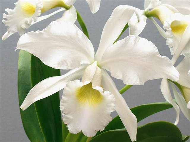 Через энергию любви 2013