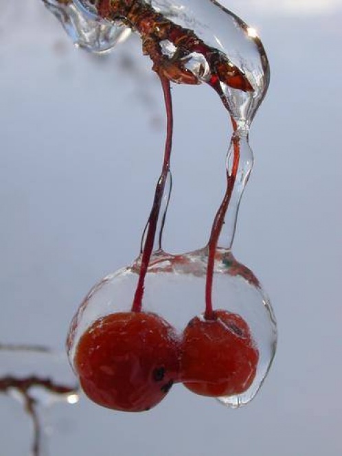 Там сердце на снегу твое лежит