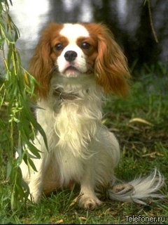 Потерянный пёс...