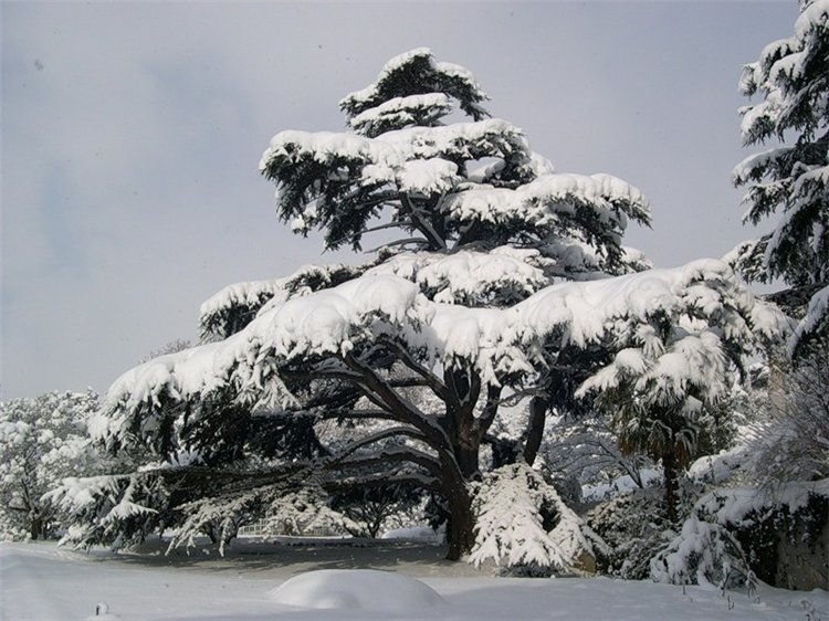 Голосование. Пятая дуэль