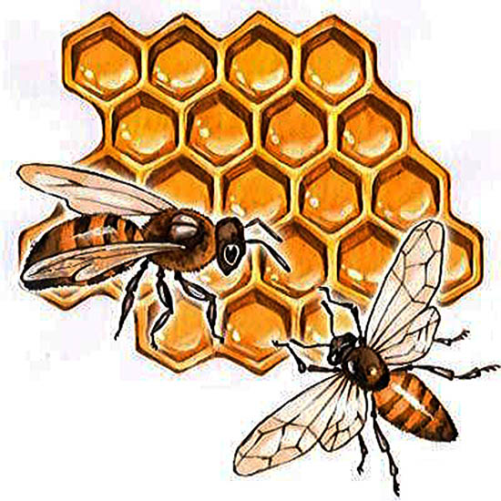 Рисунок соты пчелиные цветные