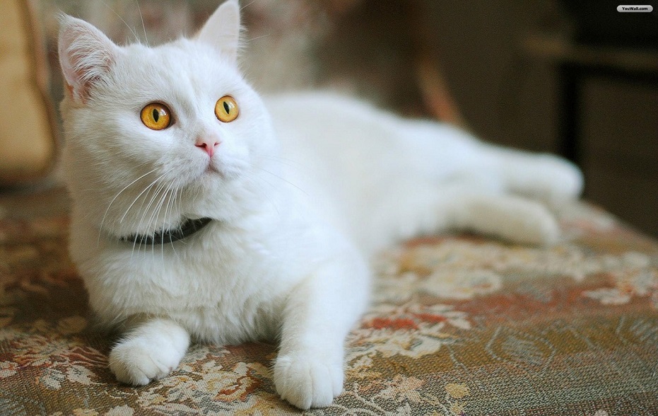 Кошка