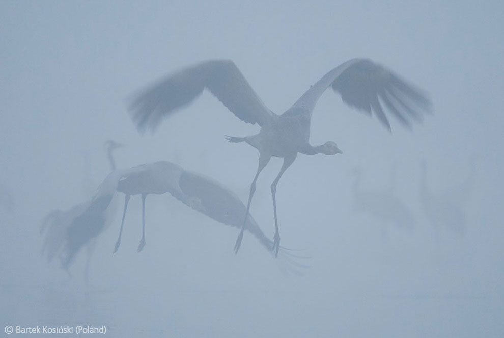 Пятьдесят оттенков серого