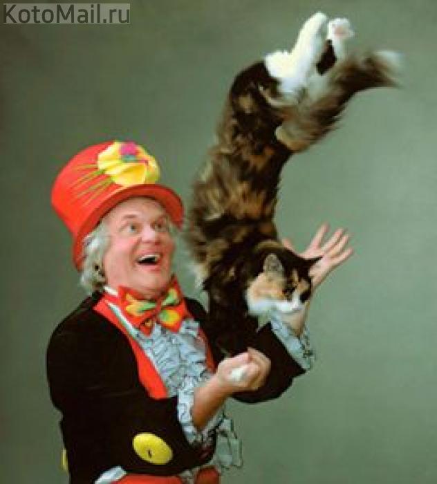 Ходить вниз головой на лапах...