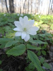 Подарок Земли Солнцу