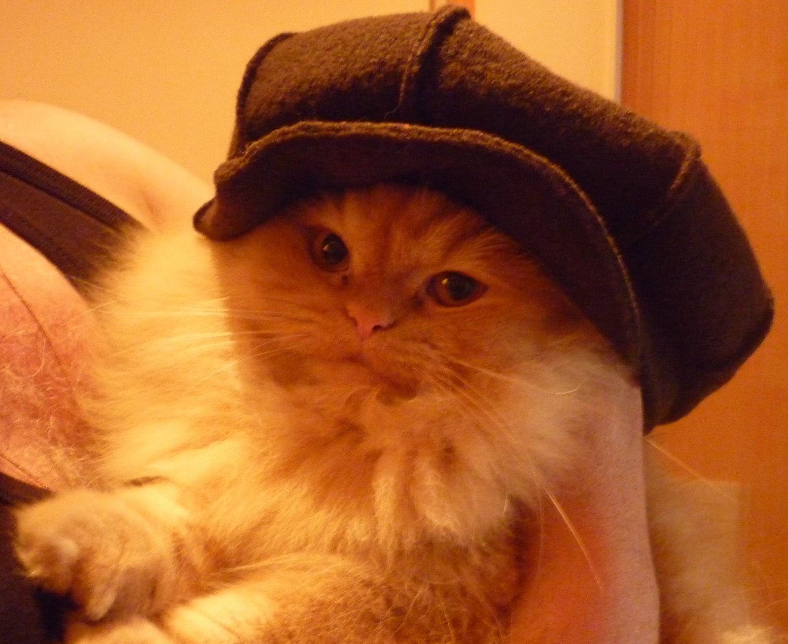 Рассказ Тихона, персидского кота