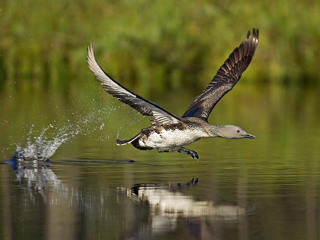 Бегущая по воде птица