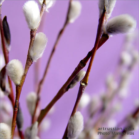 Набухнув почкой верба