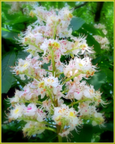 Цветут каштаны в парке