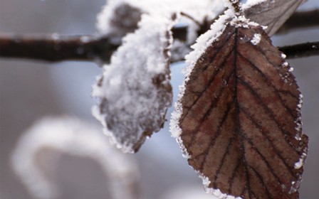 Листик. Секстина