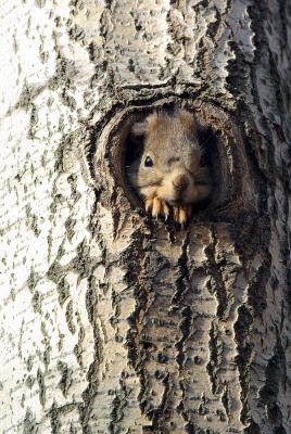 Беличьи страдания