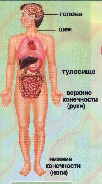 Анатомия человека темы для проекта Посмотреть Анатомию Человека В Картинках - Telegraph