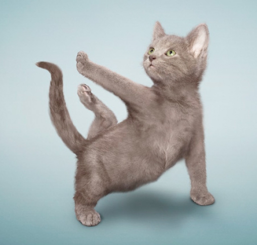 Я рысь и тигр - нет я ЛЕВ