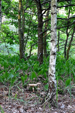 После дней земных...