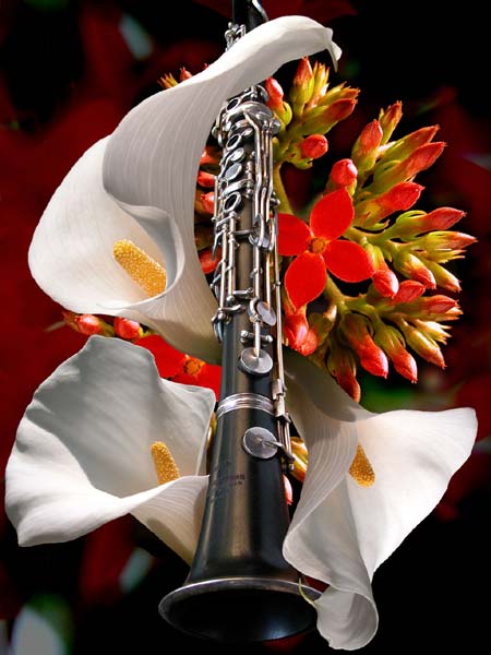 Маленький цветок-видео стихи