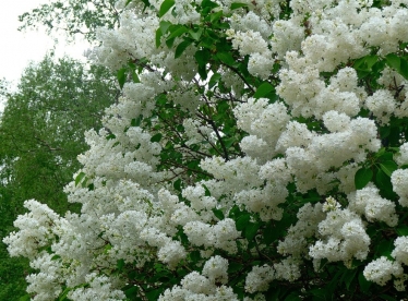 Я жду весну