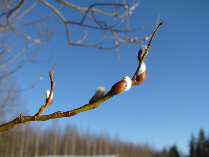 Скоро весна!