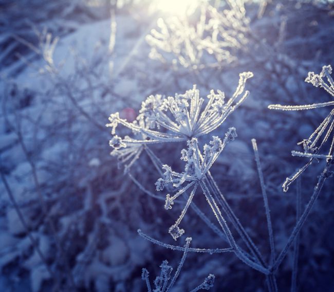 25-ое январь