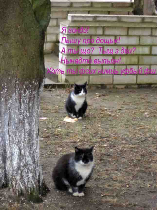 Лиф Нэф Кастэр сыбэ ж казныть