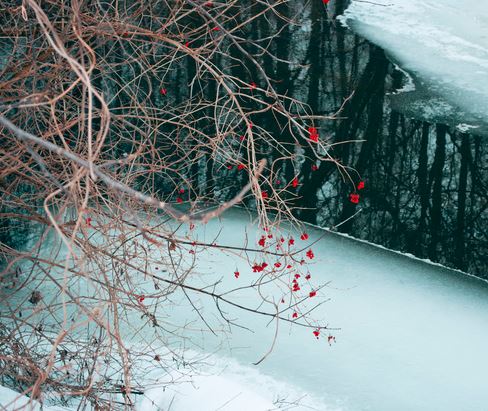 Калины, кисти огонь