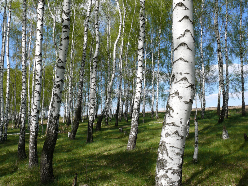 Берёзовая роща нижний новгород. Березовая роща 19. Берёзовая роща в долматово. Березовая роща опушка. Яранская березовая роща.