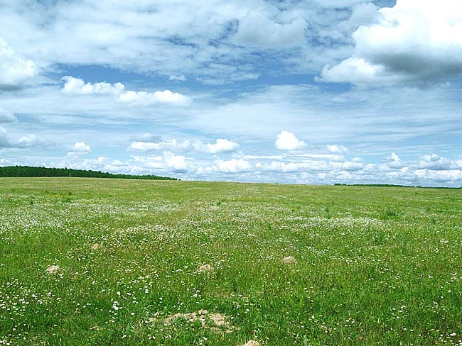 Кочки мои милые