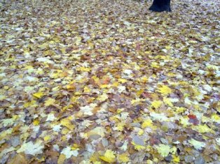 Осенняя картина