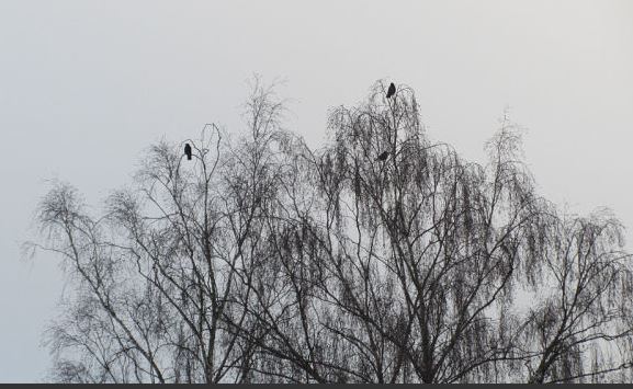 Люблю тебя, Весна