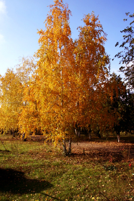 Плачет моя осень...