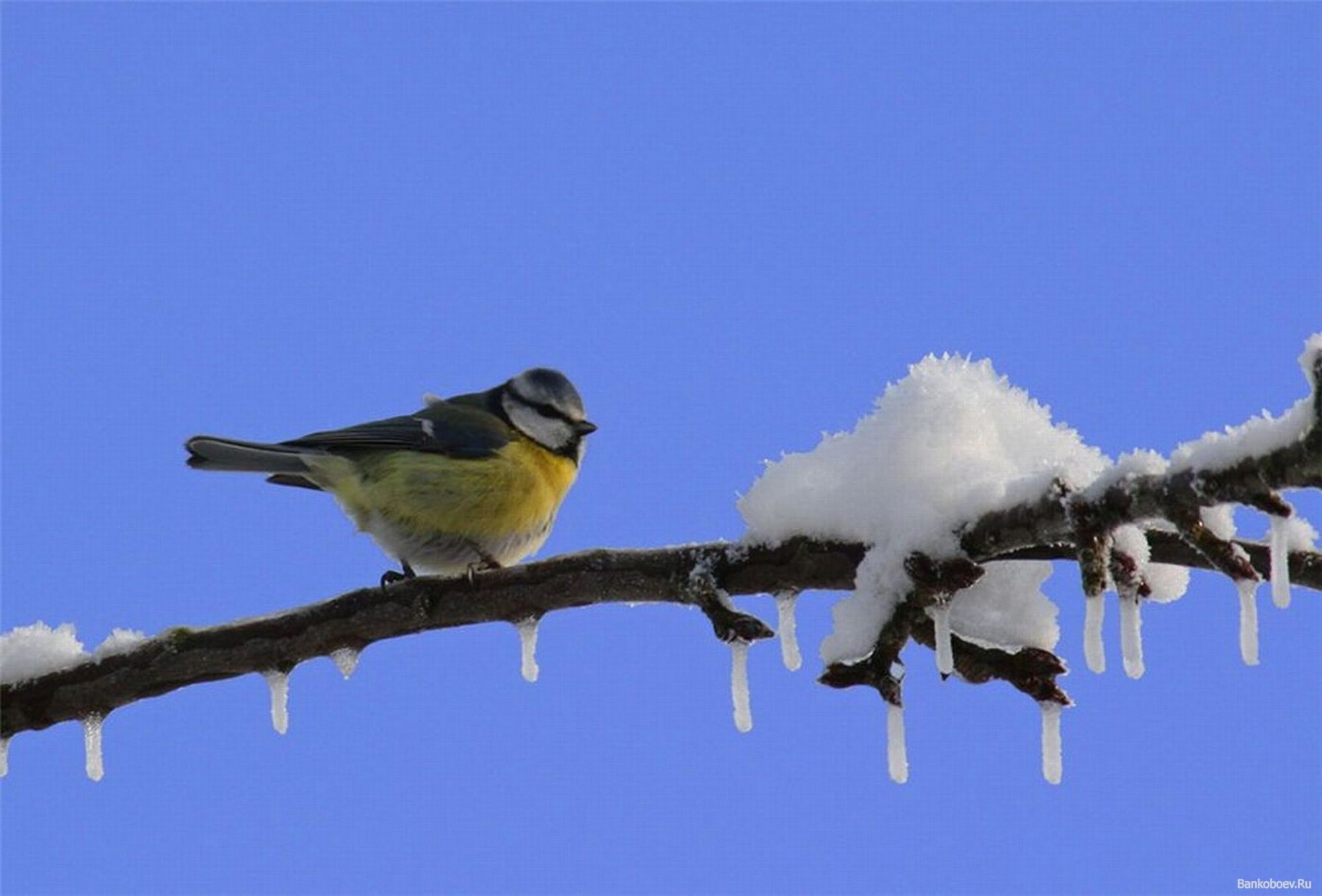 Птицы на севере весной. Синица лазоревка зимой. Март утро птички. Птицы ранней весной. Птицы в феврале.