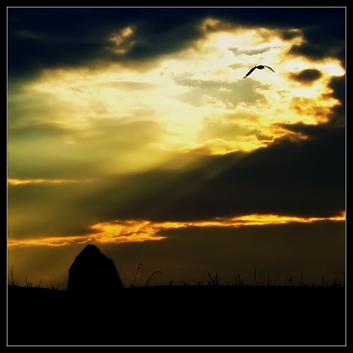 А я живу как ворон