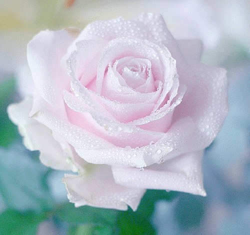 2. О, роза.. повелительница грёз