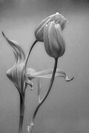 Белый танец