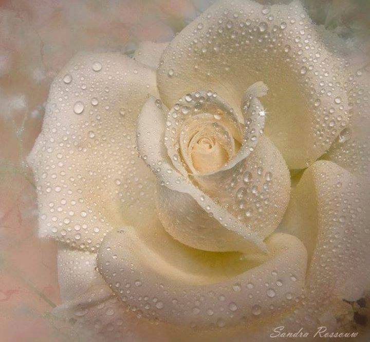 6. А.. розовая магия всевластна