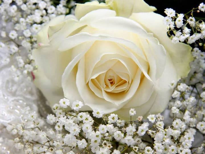 7. Божественный цветок нежнейший