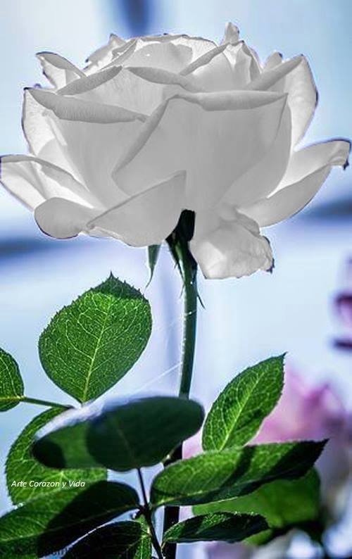 9. Супруга Одина Богиня Фригга