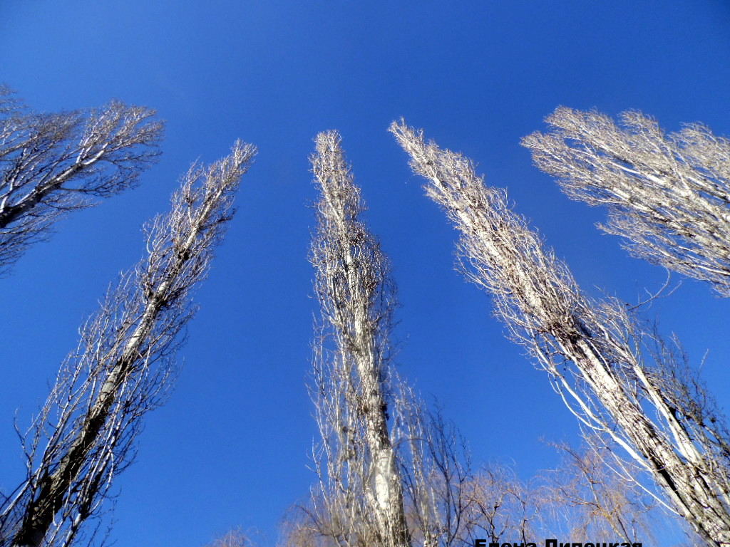 Аллы лебедевой кошляндия 2023. Весенних снов. Суровый март. Март проталины подснежники. Суровый март.
