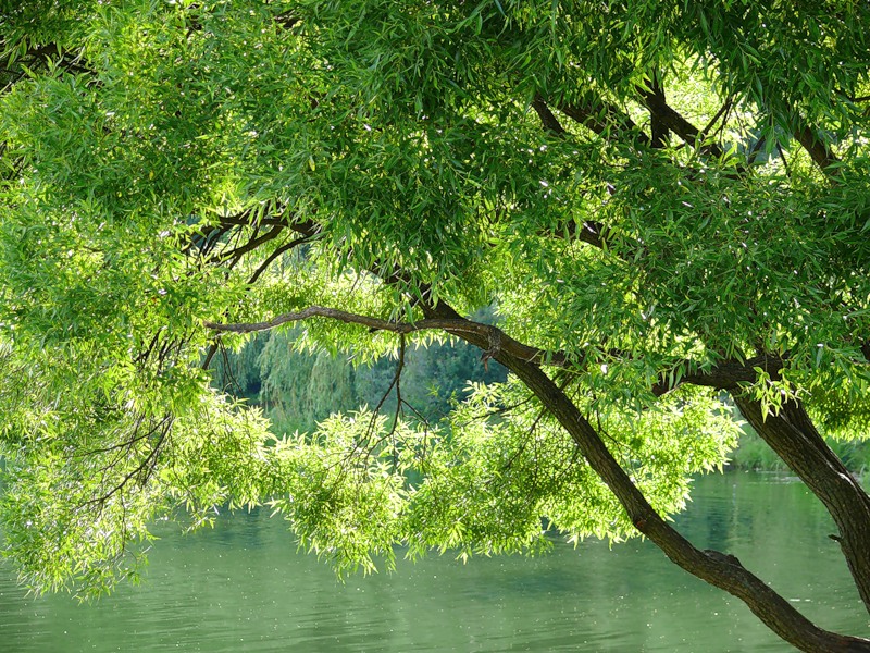 Над речкой ива свесила зеленую. Плакучая Ива у озера. Дерево над прудом. Ива над рекой. Ива у реки.