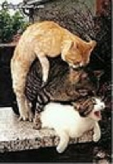 Весенние коты