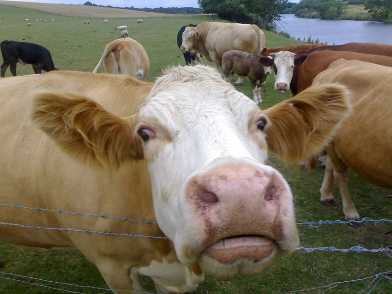 Паслось на поле, по весне, коровье стадо