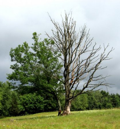 Весна цвела